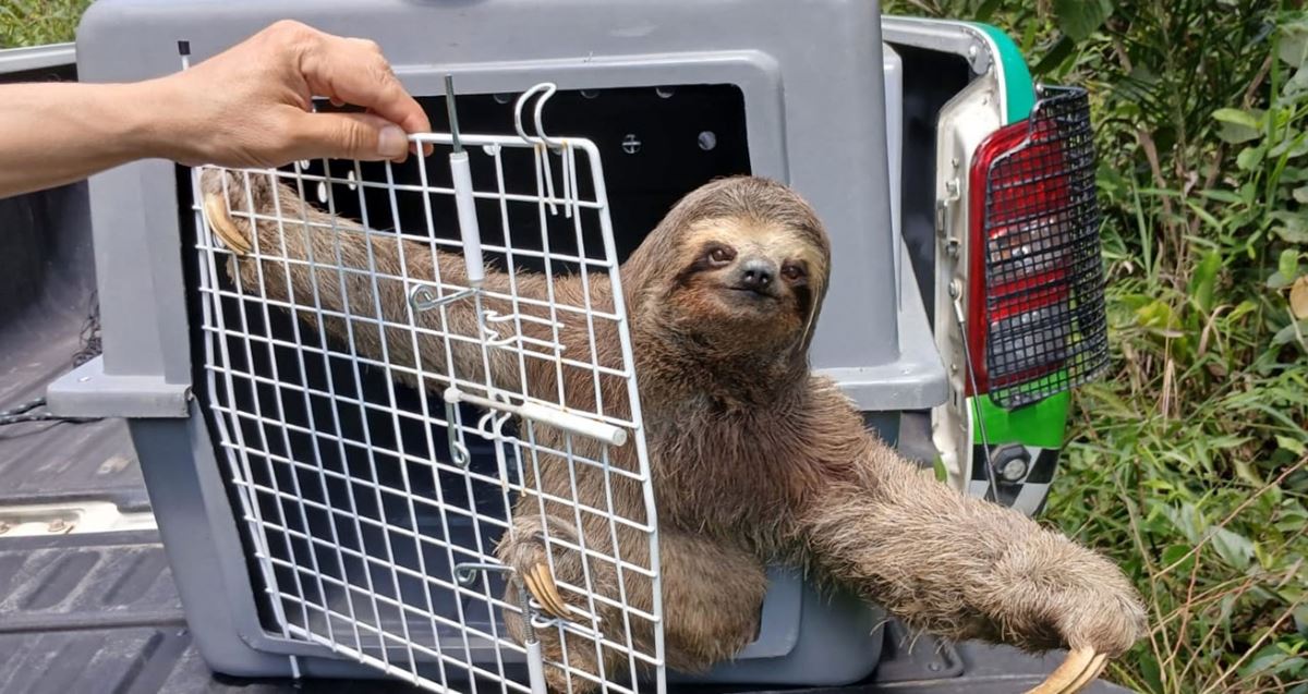 GCM de Guarulhos resgata 780 animais silvestres em situação de risco