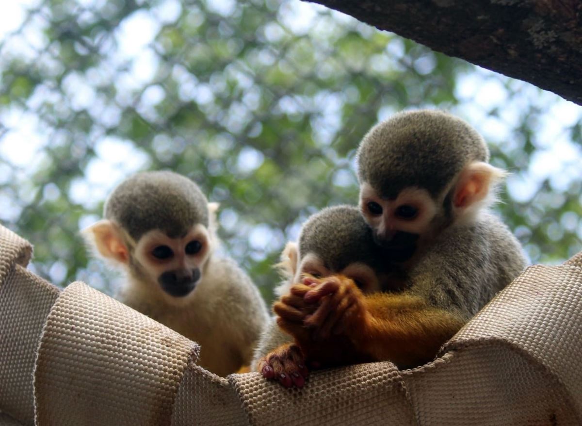 Zoológico de Guarulhos convida para atividade especial na Semana das Crianças