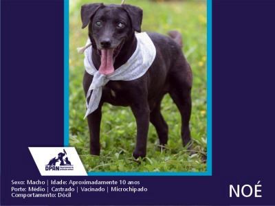 Prefeitura promove evento de adoção de cães e gatos neste sábado