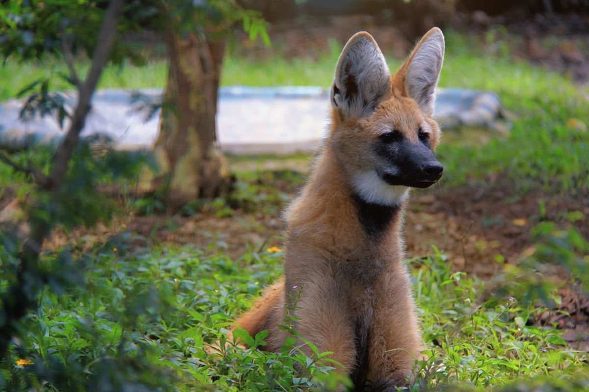 Zoológico comemora seis anos da loba-guará Glória com atividade especial nesta sexta-feira