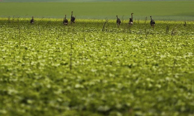 CMN passa a exigir fotos com localização comprovada em seguro rural