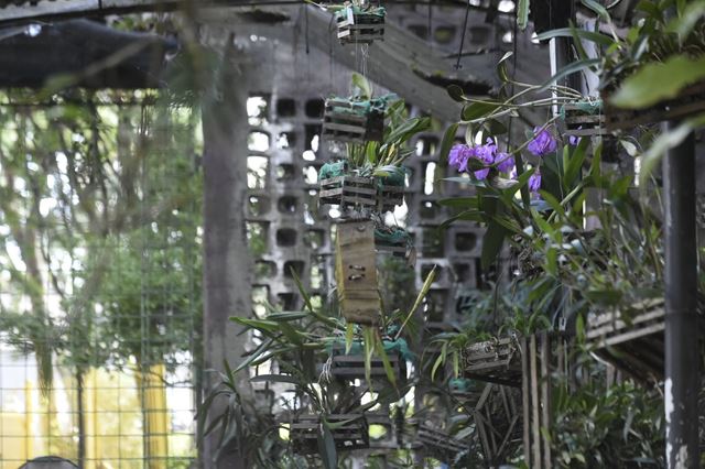Orquidário Municipal realiza nova edição do curso SOS Orquídeas nesta quarta-feira
