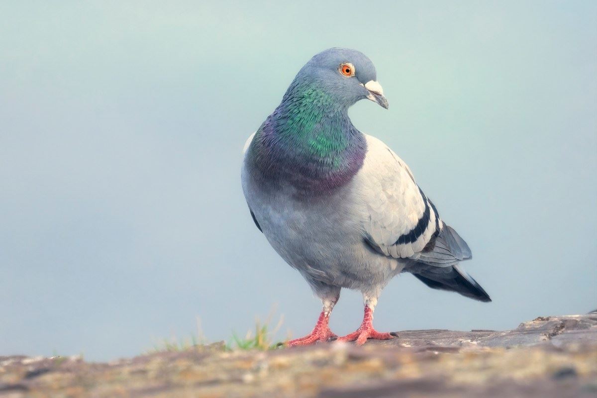 O aplicativo social lento Roost força você a desacelerar até a velocidade de um pombo-correio