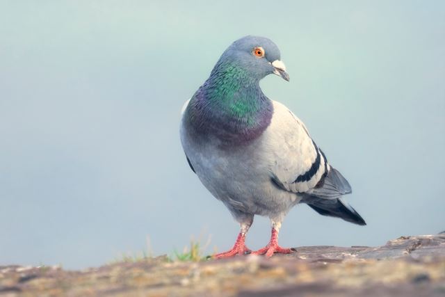 O aplicativo social lento Roost força você a desacelerar até a velocidade de um pombo-correio
