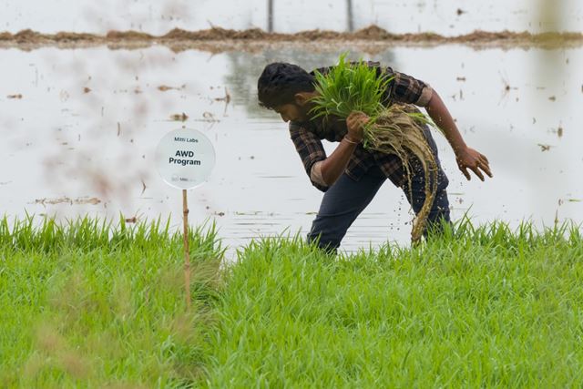 Saudi Aramco apoia a Mitti Labs, da Índia, para tornar o cultivo de arroz na Ásia mais resiliente à água