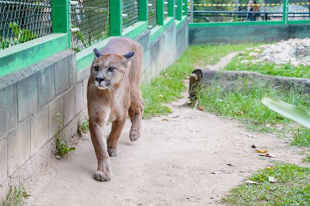 Circuito da sussuarana diverte e treina habilidades das crianças no Zoológico de Guarulhos