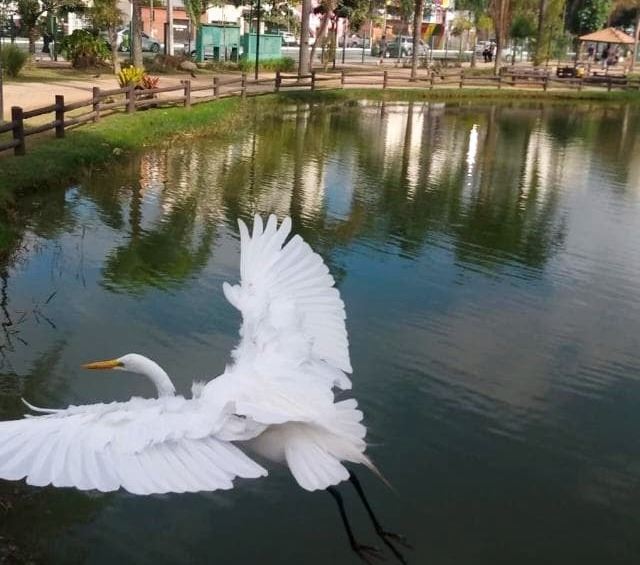 Sessão de observação de aves acontece neste sábado no Bosque Maia