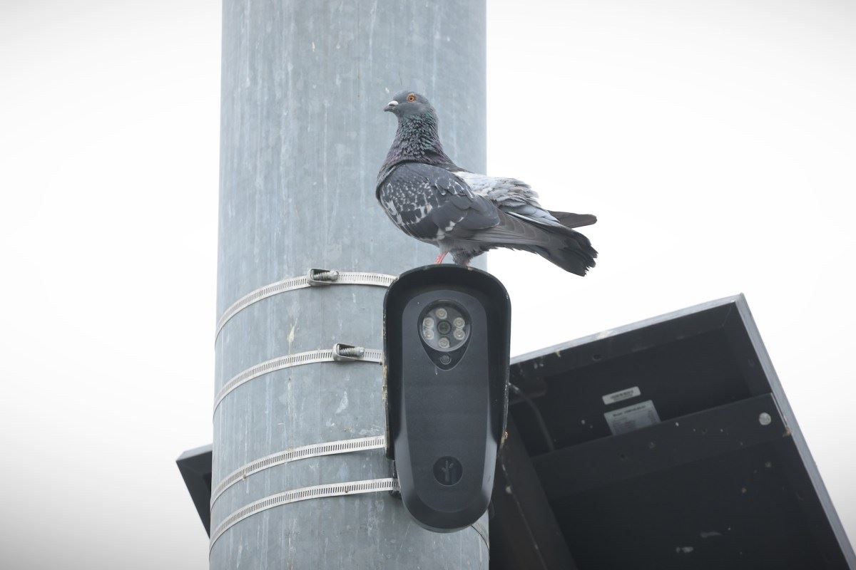 Flórida e Texas avançam para bloquear câmeras da Flock devido a preocupações com privacidade
