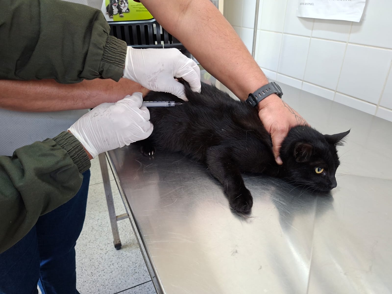 Vacinação antirrábica de cães e gatos ocorre nesta quinta-feira no CCZ mediante agendamento