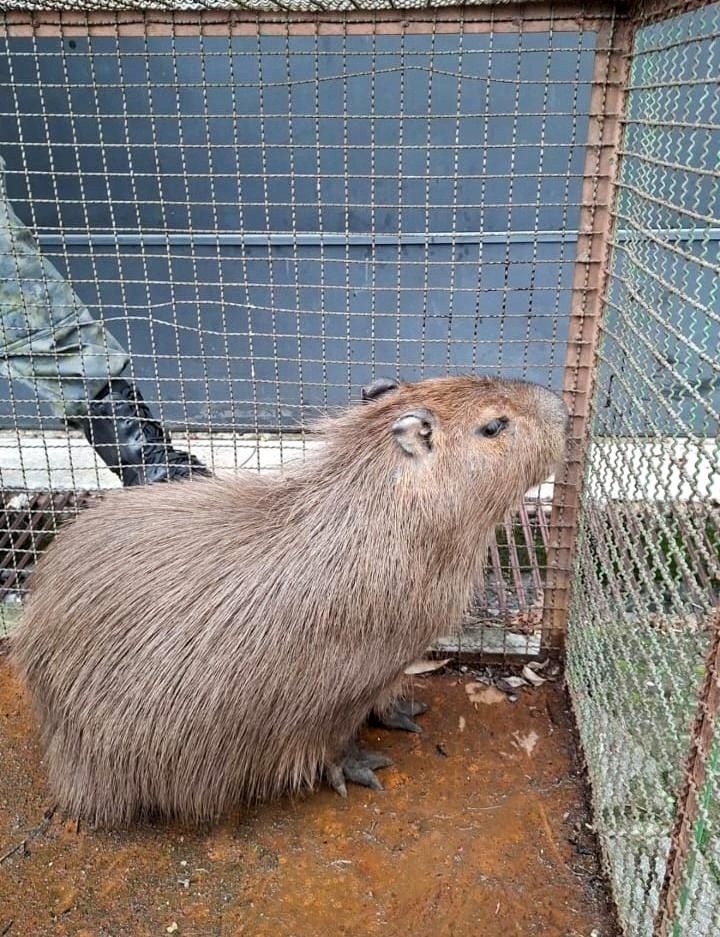 GCM de Guarulhos resgata capivara em situação de risco na região central da cidade