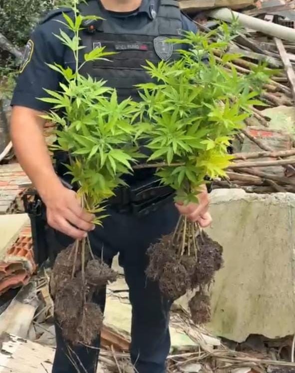 GCM localiza 20 pés de maconha em terreno no Pimentas