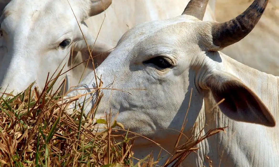 Carne brasileira passa a pagar tarifa de 67% para entrar na China