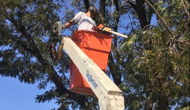 Prefeitura realiza poda de árvores na Ponte Grande e região