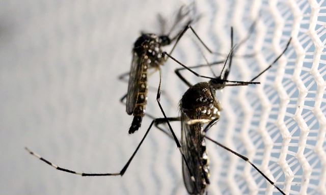 Aedes aegypti: quase metade dos municípios está em alerta ou risco