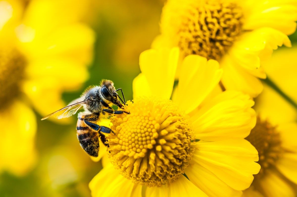 O Bee da Amazon lança dois novos dispositivos de IA pessoal, a partir de US$ 75