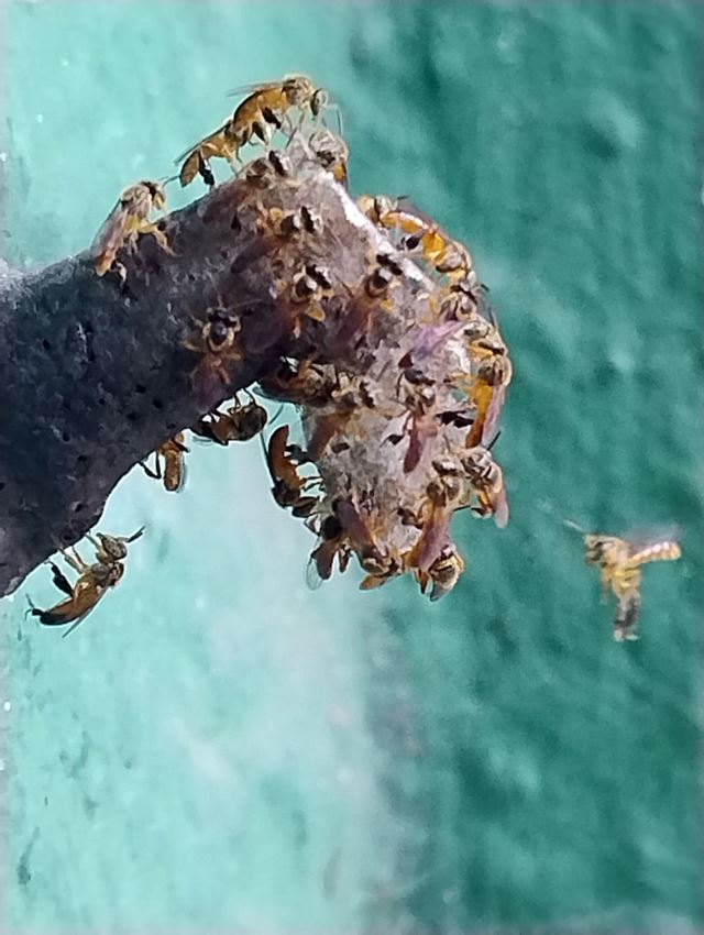 Foto 4