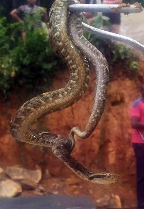 GCM resgata cobra jararaca em residência no Jardim Paraíso